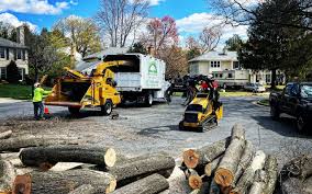 Best Stump Grinding and Removal  in Ceres, CA