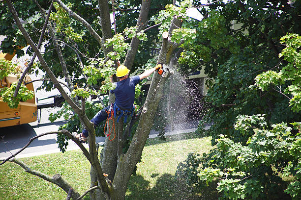 Best Palm Tree Trimming  in Ceres, CA