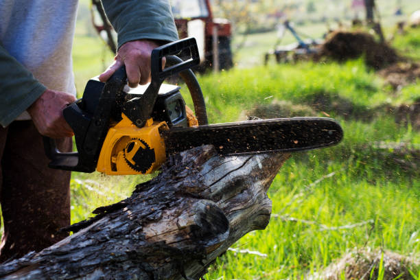 Ceres, CA Tree Care Company