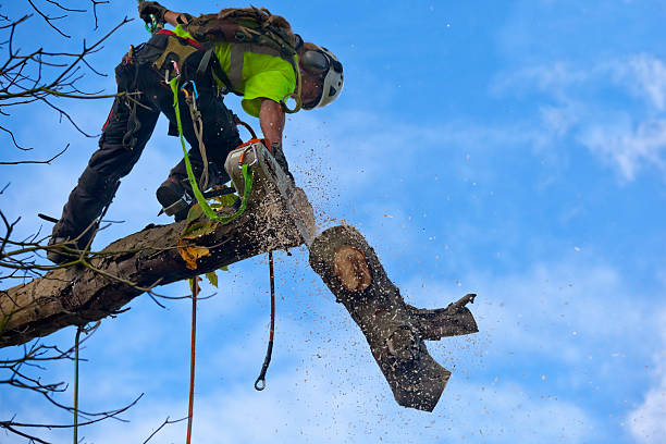 Best Tree Risk Assessment  in Ceres, CA